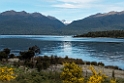 Milford Sound road.20121124_6691