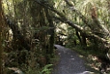 Monro Beach forest.20121124_6832