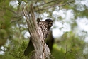 New Zealand Falcon.20121128_7283