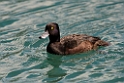 New Zealand Scaup.20121128_6956