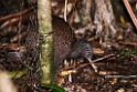 Northern Brown Kiwi.20121113_5293