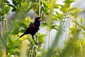 Northern Saddleback.20121115_5512