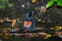 South Island Saddleback.20121120_5955