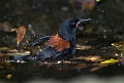 South Island Saddleback.20121120_5959