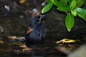 South Island Saddleback.20121120_5967