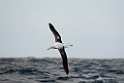 Southern Royal Albatross.20121128_7110