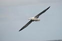 Southern Royal Albatross.20121128_7196