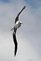 Southern Royal Albatross.20121128_7219