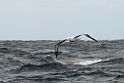 Southern Royal Albatross.20121128_7241