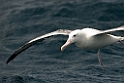 Southern Royal Albatross.20121128_7249