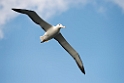 Southern Rpyal Albatross.20121128_7120