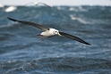 White-capped Albatross.20121128_7169