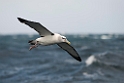 White-capped Albatross.20121128_7171