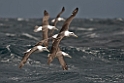 White-capped Albatross.20121128_7214