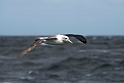 White-capped Albatross.20121128_7224