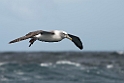 White-capped Albatross.20121128_7227