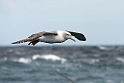 White-capped Albatross.20121128_7229