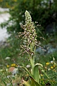 Himantoglossum hircinum.20150609_4794