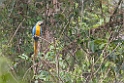 Blue-and-yellow Macaw_PAN0523