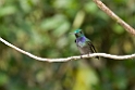 Blue-chested Hummingbird_PAN0280
