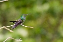 Blue-chested Hummingbird_PAN0283