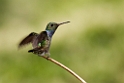 Blue-chested Hummingbird_PAN0304