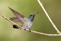 Blue-chested Hummingbird_PAN0312