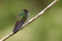 Blue-chested Hummingbird_PAN0333