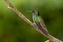 Blue-chested Hummingbird_PAN0351