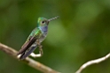 Blue-chested Hummingbird_PAN0356