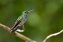 Blue-chested Hummingbird_PAN0359
