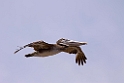 Brown Pelican_PAN0792