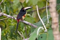 Collared Aracari_PAN0383