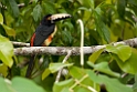 Collared Aracarib_PAN0376