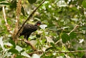 Crested Guan_PAN0617