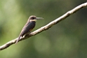 Dusky-backed Jacamar_PAN0486