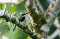 Dusky-backed jacamar01