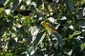 Flame-colored Tanager_PAN0274
