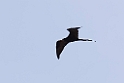 Frigatebird_PAN0828