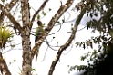 Great Green Macaw_PAN0632