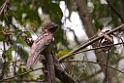 Grey  Potoo_PAN0549