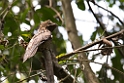 Grey Potoo_PAN0544