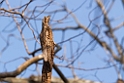 Grey Potoo_PAN0757