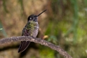 Hummingbird_PAN0197