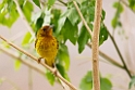 Mangrove Warbler_PAN0883