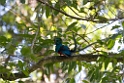 Quetzal_PAN0255