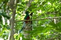 Quetzal_PAN0263