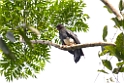 Red-throated Caracara_PAN0611