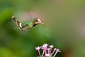 Rufous-crested Coquette_PAN0924