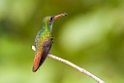 Rufous-tailed Hummingbird_PAN0317